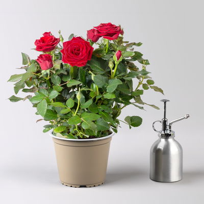 'Für Dich' - rote Rose im Übertopf inkl. Grußkarte 'Für Dich' - rote Rose im Übertopf inkl. Grußkarte