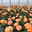Beetrose 'Westzeit®', orange-aprikot bis rosa, Topf 5 Liter