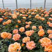 Beetrose 'Westzeit®', orange-aprikot bis rosa, Topf 5 Liter