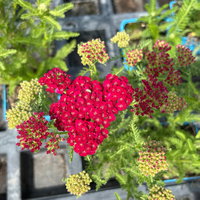 Bio Schafgarbe 'Tutti Frutti Pomegranate', rot , Topf 11x11 cm, 3 Pflanzen Bio Schafgarbe 'Tutti Frutti Pomegranate', rot , Topf 11x11 cm, 3 Pflanzen