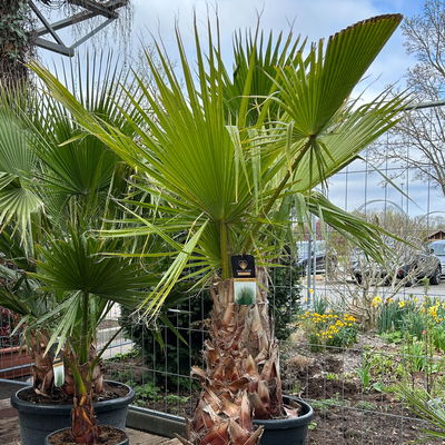 Washingtonia robusta, Stamm, Topf 65 Liter, Höhe ca. 180-200 cm