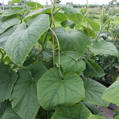 Blu Bio Mini-Snack-Gurke ‘Lunchbox F1‘, Topf-Ø 12 cm, 6er Set Blu Bio Mini-Snack-Gurke ‘Lunchbox F1‘, Topf-Ø 12 cm, 6er Set