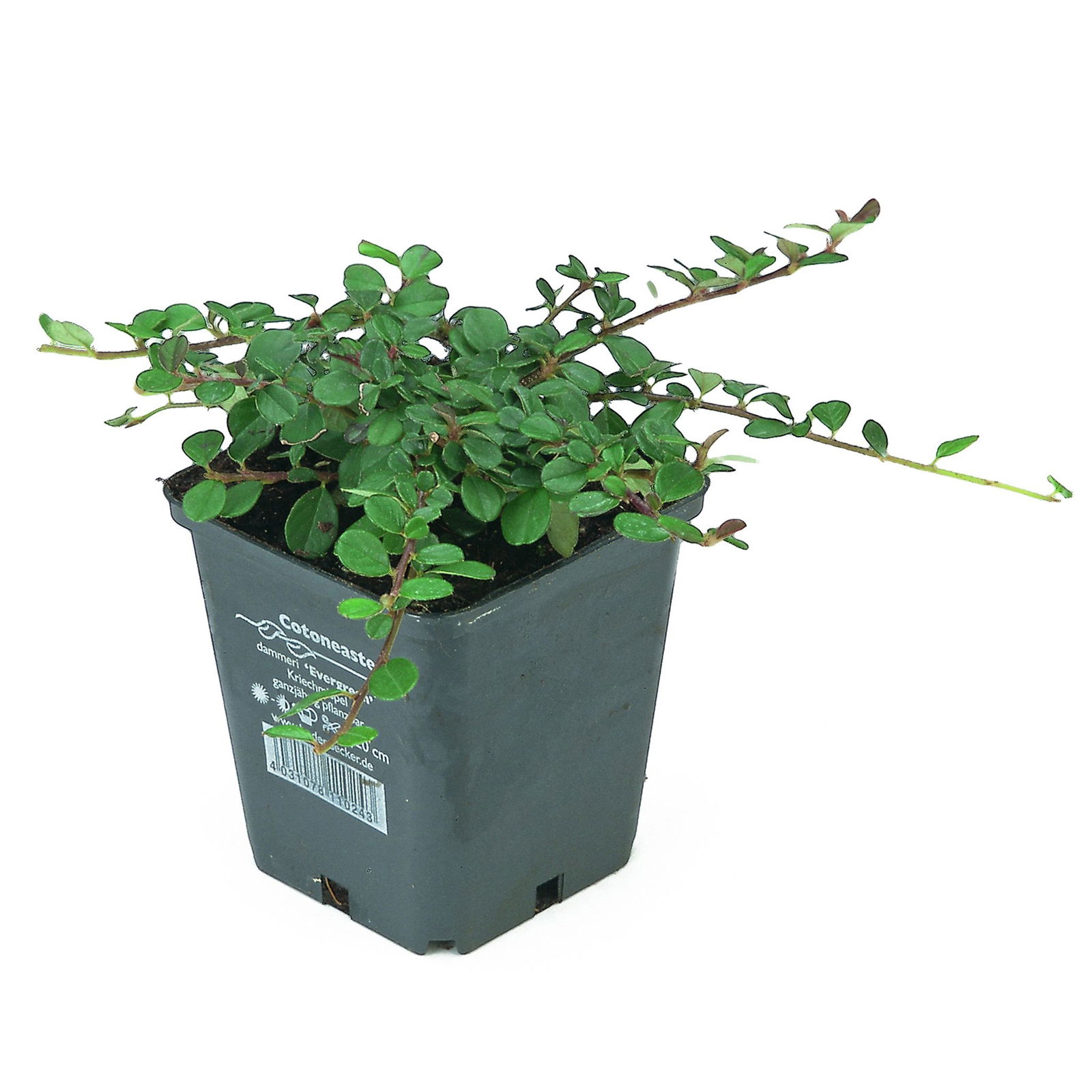 Cotoneaster dammeri 'Frieders Evergreen', Topf-Ø 9 cm, 12er-Set