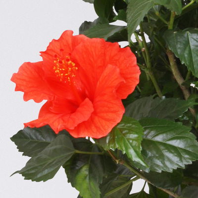 Hibiskus, Farbe zufällig, Busch, Topf-Ø 21 cm, Höhe ca. 50 cm