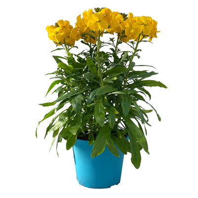 Bio Goldlack, Farben zufällig, Topf-Ø 12 cm, 3 Pflanzen Bio Goldlack, Farben zufällig, Topf-Ø 12 cm, 3 Pflanzen