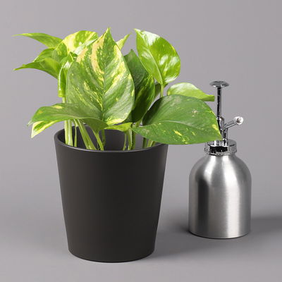 Efeutute mit Keramiktopf Dallas anthrazit, Topf-Ø 12 cm, 3 Pflanzen