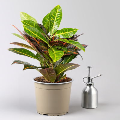 Wunderstrauch 'Petra' inkl. Keramiktopf Dallas weiß, Topf -Ø 17 cm Wunderstrauch 'Petra' inkl. Keramiktopf Dallas weiß, Topf -Ø 17 cm