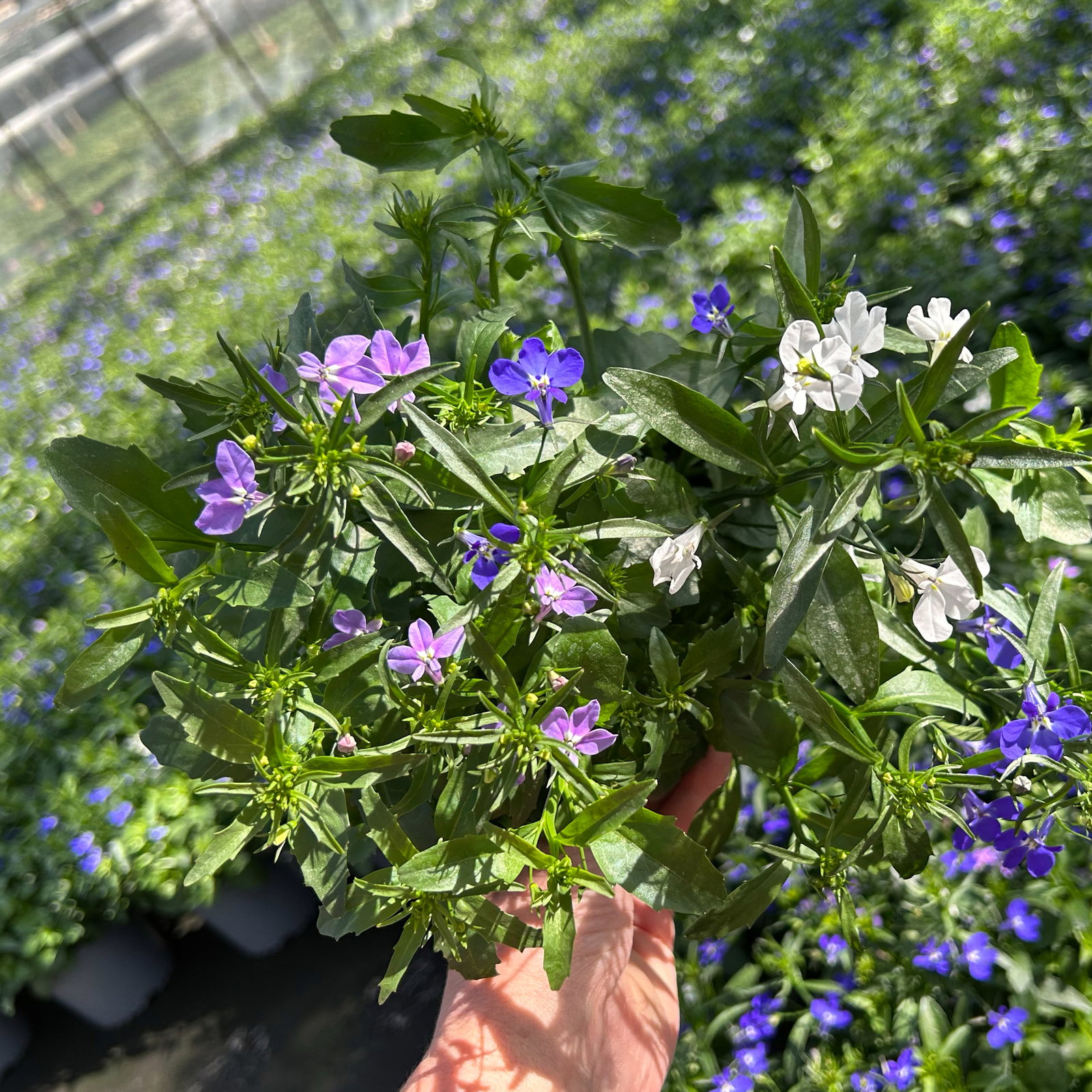 Männertreu 'Trio®' hängend, mehrfarbig, Topf-Ø 12 cm, 6 Pflanzen