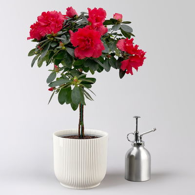 Azalee, Stämmchen, Farbe zufällig, gefüllt, im Übertopf Vibes weiß, Topf-Ø 13cm Azalee, Stämmchen, Farbe zufällig, gefüllt, im Übertopf Vibes weiß, Topf-Ø 13cm