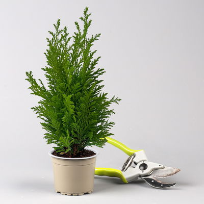 Gelbgrüne Kegelzypresse 'Ellwood's Empire', Topf-Ø 9 cm, 8 Pflanzen Gelbgrüne Kegelzypresse 'Ellwood's Empire', Topf-Ø 9 cm, 8 Pflanzen