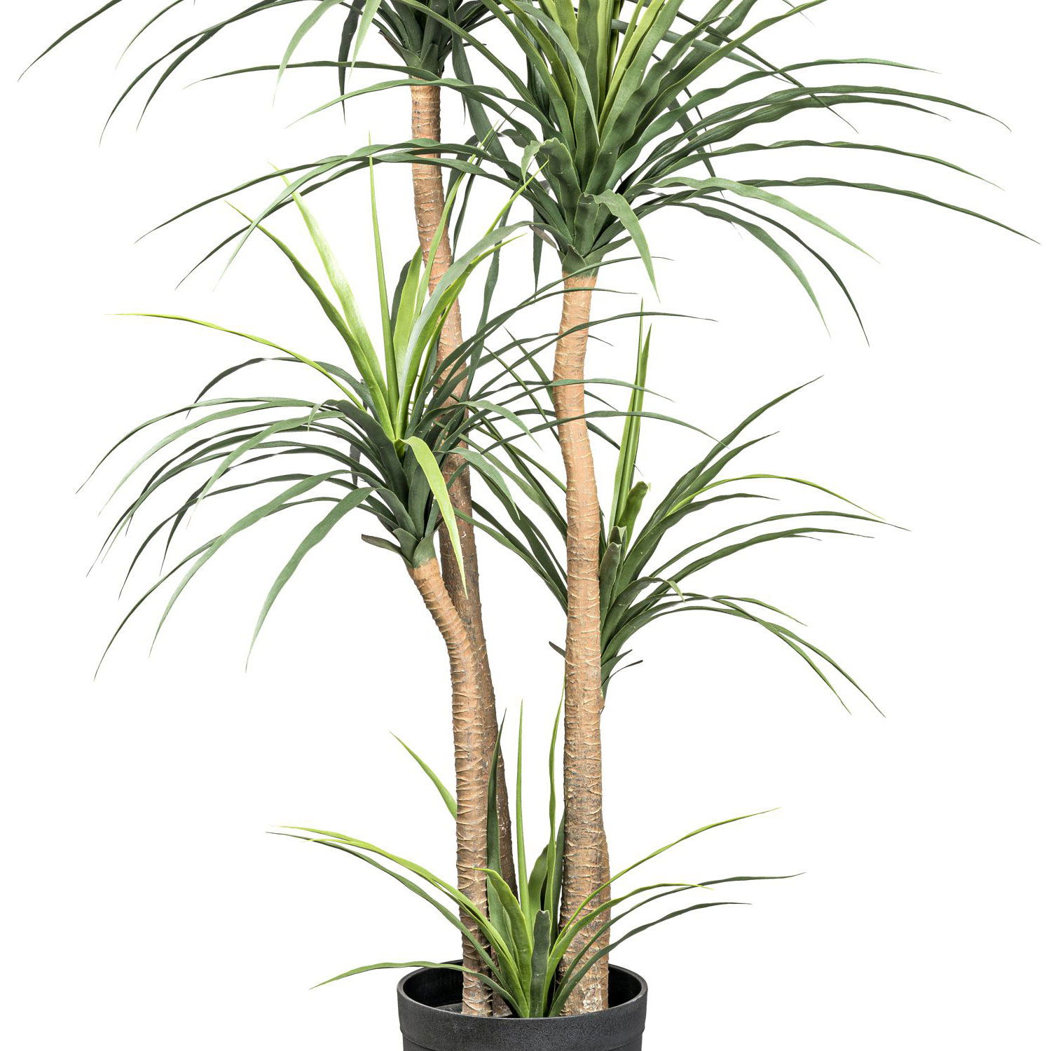 Künstliche Dracaena, Höhe ca. 160 cm