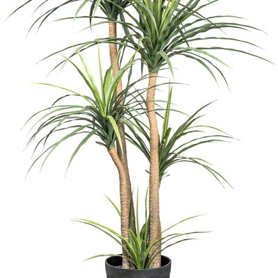 Künstliche Dracaena, Höhe ca. 160 cm Künstliche Dracaena, Höhe ca. 160 cm