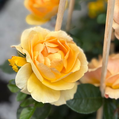 Beetrose 'Hansestadt Rostock®', bernstein-aprikotfarben, Topf 5 Liter Beetrose 'Hansestadt Rostock®', bernstein-aprikotfarben, Topf 5 Liter