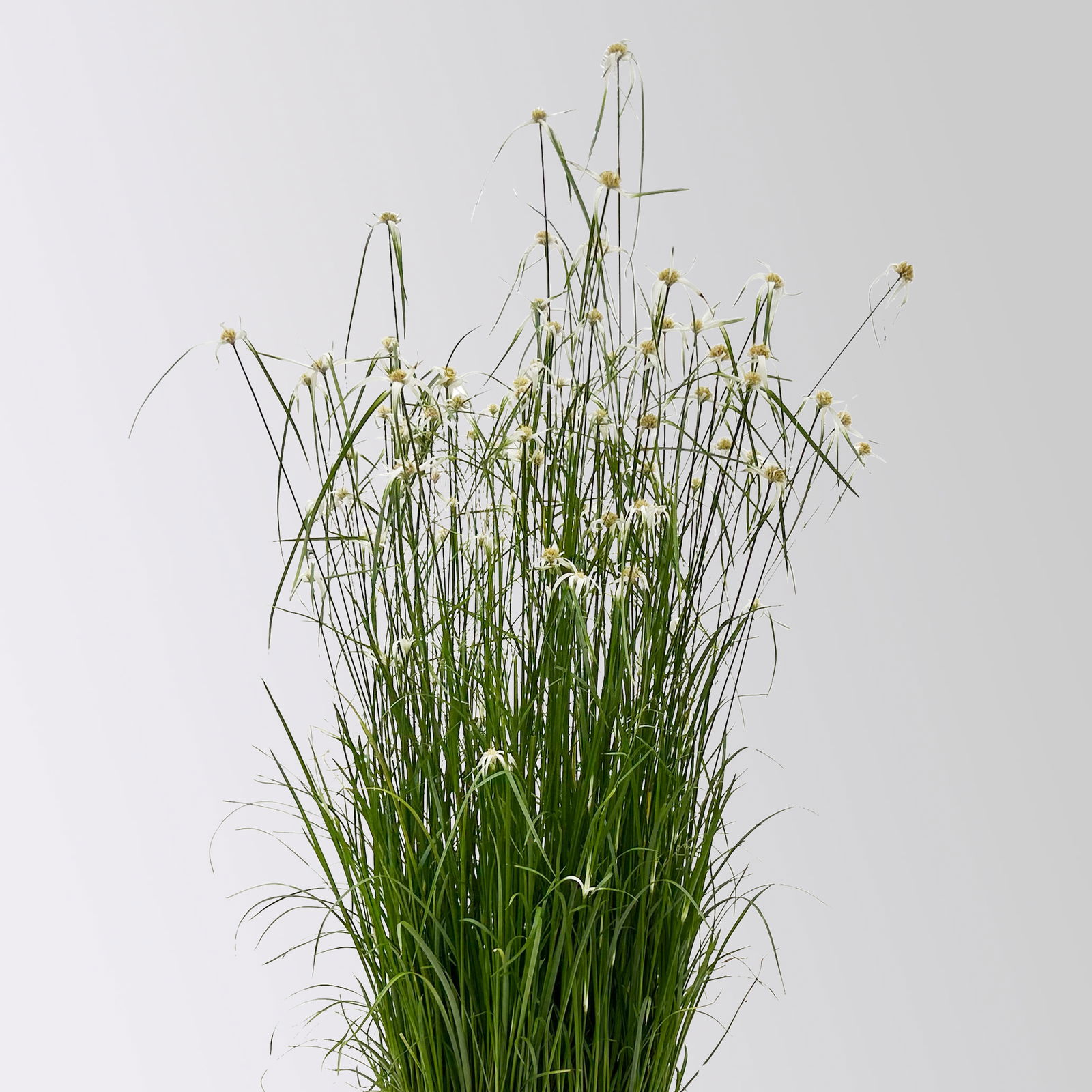 Rhynchospora colorata 'Sternentänzergras', Topf-Ø 23 cm