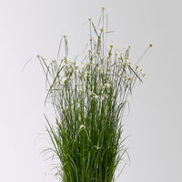 Rhynchospora colorata 'Sternentänzergras', Topf-Ø 23 cm