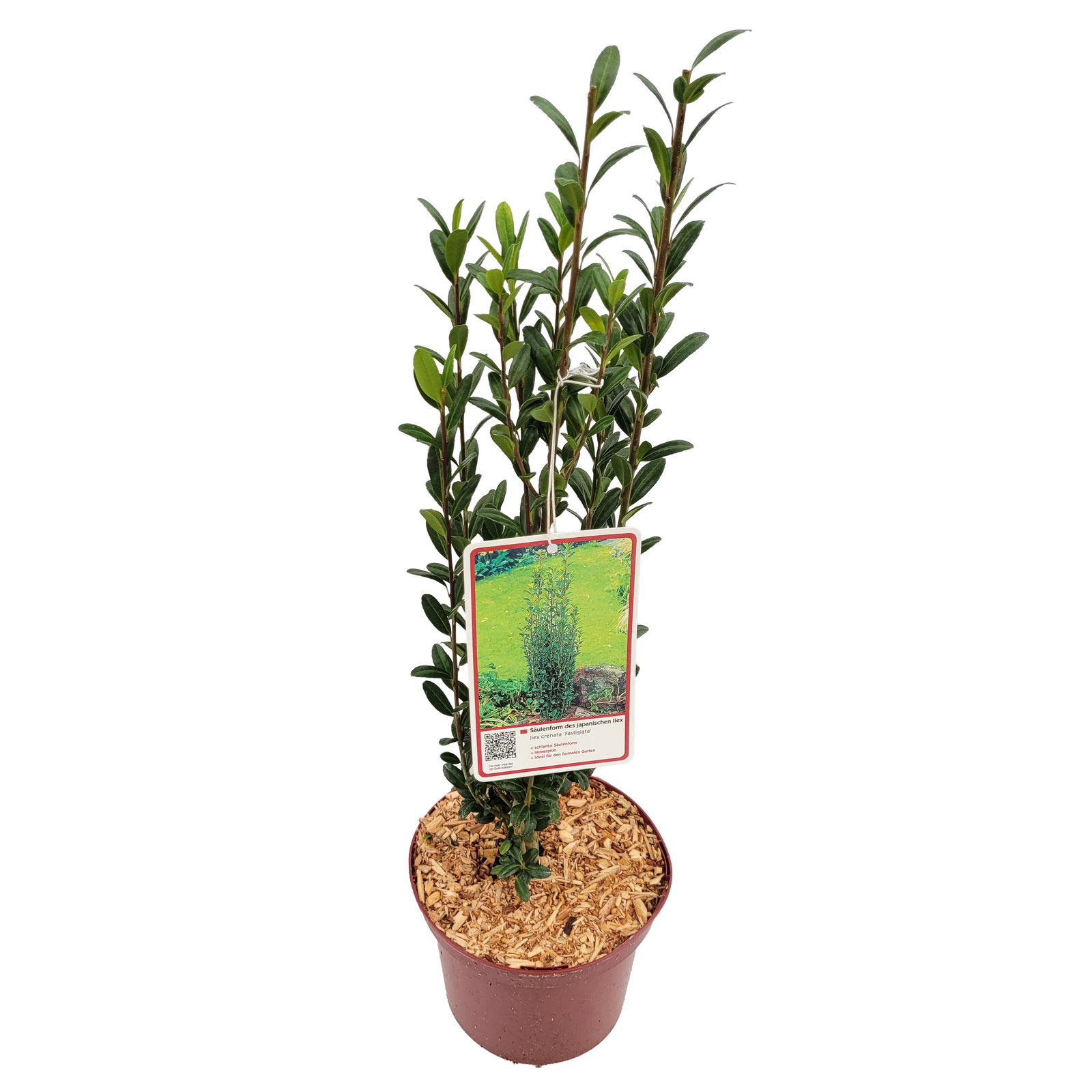 10er-Set Ilex crenata 