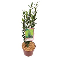 10er-Set Ilex crenata 