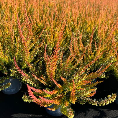 Calluna-Erica Mix 'Tornados®', Topf-Ø 13 cm, 4 Pflanze