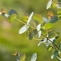 Eukalyptus, Stamm, Topf-Ø 21 cm, Höhe ca. 90 cm