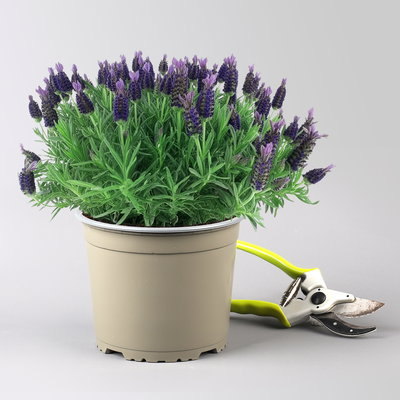 Lavendel 'Purple Flag', violett, Topf-Ø 17 cm, 2 Pflanzen Lavendel 'Purple Flag', violett, Topf-Ø 17 cm, 2 Pflanzen