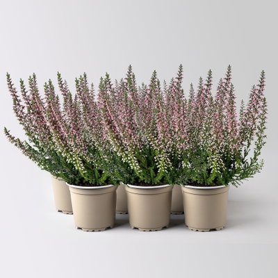 Knospenheide Mini, rot, Topf-Ø 6 cm, 6 Pflanzen Knospenheide Mini, rot, Topf-Ø 6 cm, 6 Pflanzen