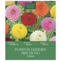 Kölles Beste Pompon-Dahlien Mischung, 3 Blumenknollen