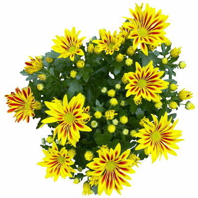Chrysanthemen 'Rainbow Lake Worth', gelb-rot gestreift, Topf-Ø 14 cm, 4 Pflanzen Chrysanthemen 'Rainbow Lake Worth', gelb-rot gestreift, Topf-Ø 14 cm, 4 Pflanzen
