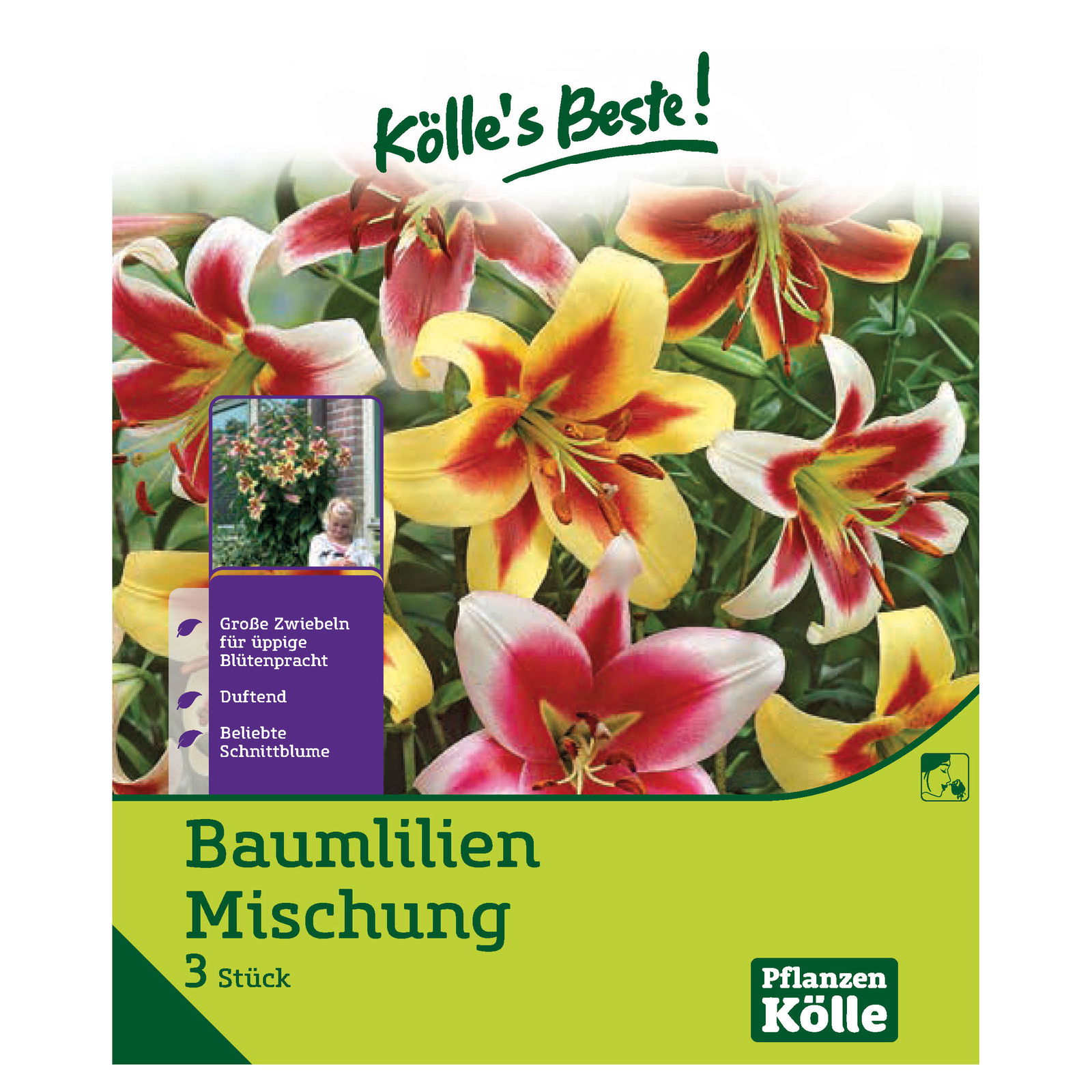 Baumlilien Mischung, Größe 20+, 3 Blumenknollen