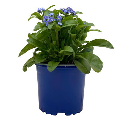 Vergissmeinnicht, blau, Topf-Ø 10,5 cm, 6 Pflanzen