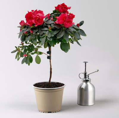 Azalee, Stamm, Farbe zufällig, Topf-Ø 13cm, Höhe ca. 45 cm, 2 Pflanzen Azalee, Stamm, Farbe zufällig, Topf-Ø 13cm, Höhe ca. 45 cm, 2 Pflanzen