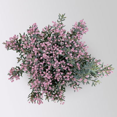 Rosmarinheide, Andromeda polifolia 'Blue Ice', rosa, Topf-Ø 17 cm, 2 Pflanzen