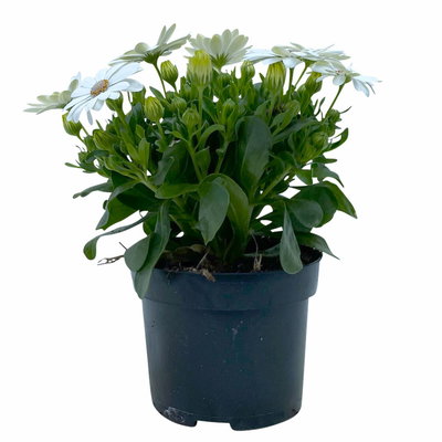 Kapkörbchen creme, Topf-Ø 12 cm, 6er-Set