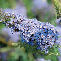 Kölle's Beste Zwerg-Schmetterlingsstrauch, Buddleja davidii BUZZ™ 'Sky Blue'(s), hellblau, Topf 5 l