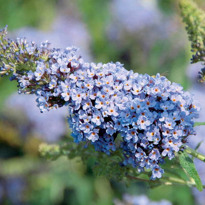 Kölles Beste Zwerg-Schmetterlingsstrauch, Buddleja davidii BUZZ™ 'Sky Blue'(s) Kölles Beste Zwerg-Schmetterlingsstrauch, Buddleja davidii BUZZ™ 'Sky Blue'(s)