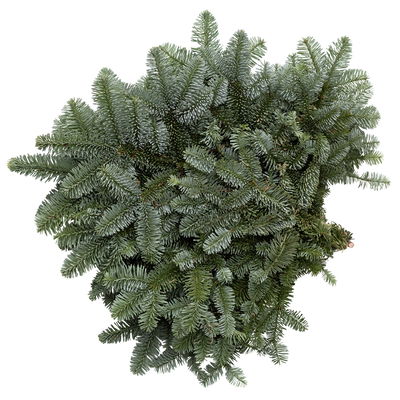 Nobilis Tannenzweige im Handbund, Länge 40 - 50 cm, ca. 500 g, 6 Bund