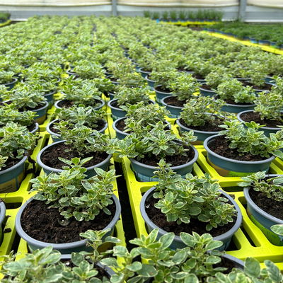 Bio Buntlaubiger Oregano, Topf-Ø 12cm Bio Buntlaubiger Oregano, Topf-Ø 12cm