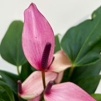 Flamingoblume 'Zizou' lila-dunkelrosa, Topf-Ø 12 cm