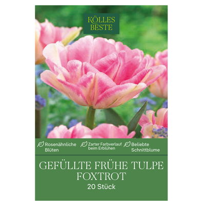 Tulpen 'Foxtrott', rosa, 20 Blumenzwiebeln
