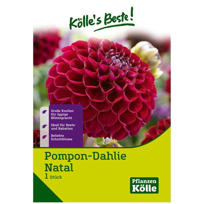 Pompon-Dahlien 'Natal' dunkelrot, 1 Blumenknolle Pompon-Dahlien 'Natal' dunkelrot, 1 Blumenknolle