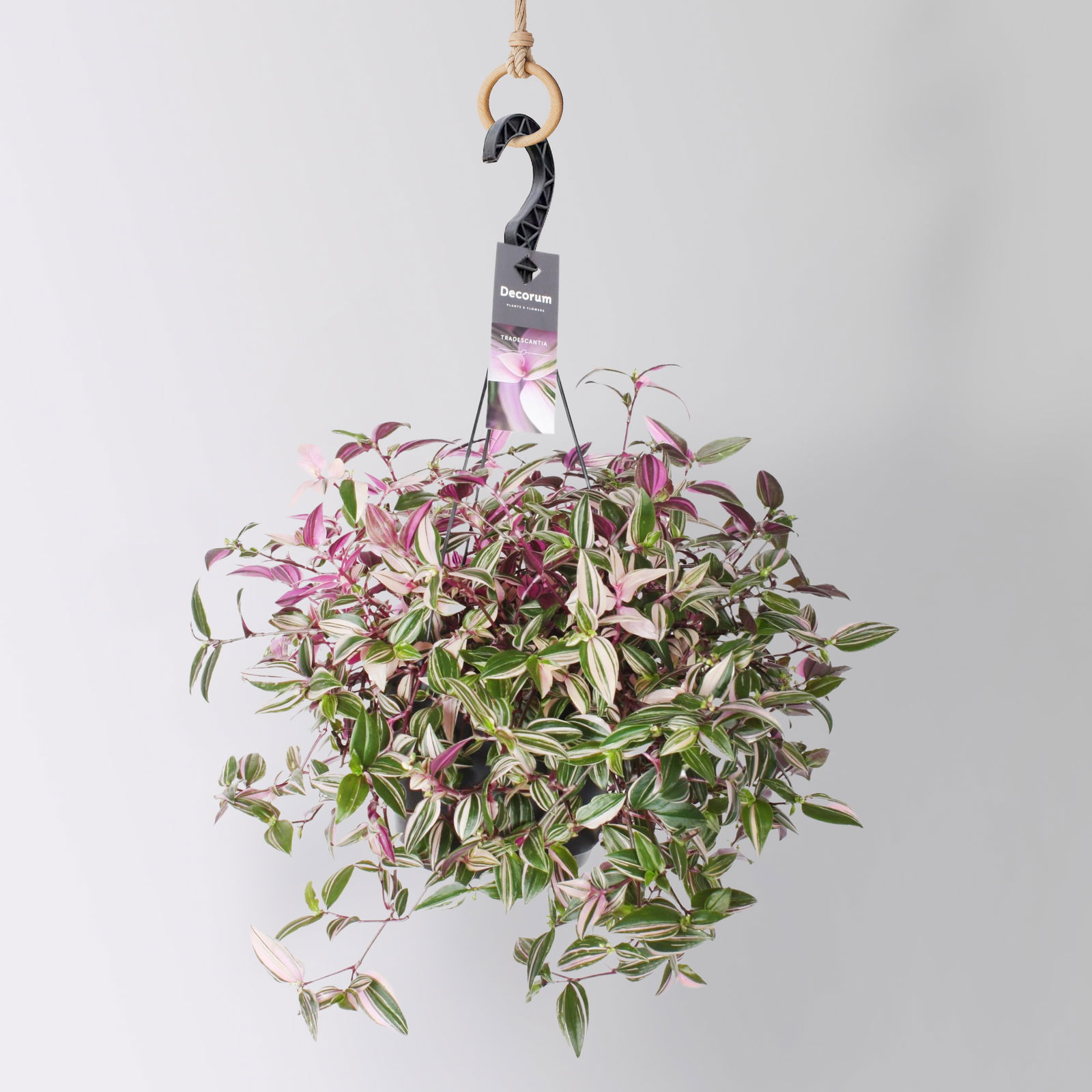 Dreimasterblume 'Rainbow Hill', Ampeltopf-Ø 18 cm, Höhe ca. 40 cm