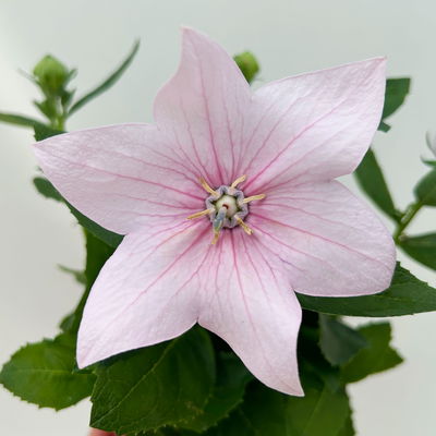 Ballonblume, rosa, Topf-Ø 12 cm, 6er-Set