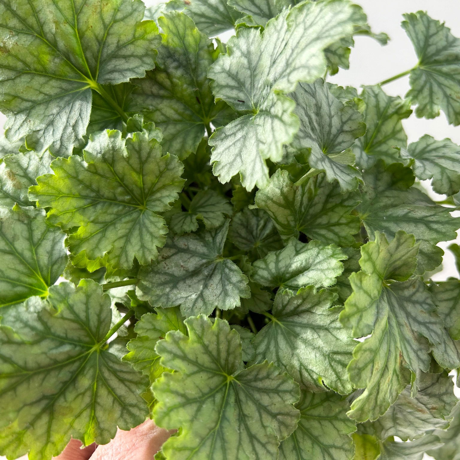 Bio Purpurglöckchen 'Paris', silbrig grün, Topf-Ø 12 cm, 3 Pflanzen