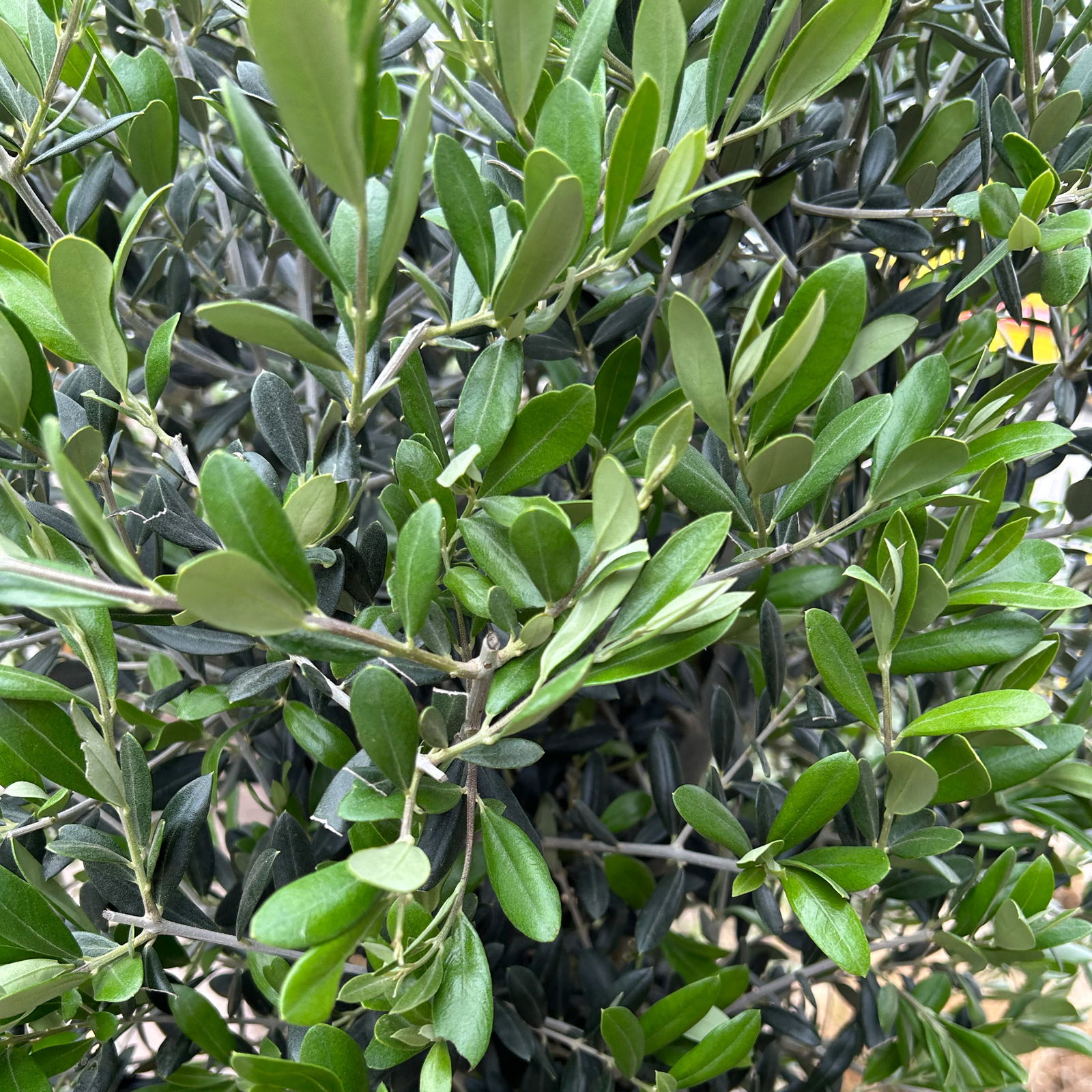 Olivenbaum, Stamm, Topf-Ø ca. 30-35 cm, Höhe 150 - 175 cm Olivenbaum, Stamm, Topf-Ø ca. 30-35 cm, Höhe 150 - 175 cm