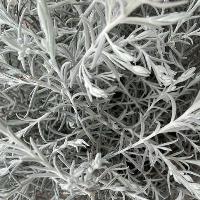 Emustrauch, lila, Topf-Ø 27 cm Emustrauch, lila, Topf-Ø 27 cm