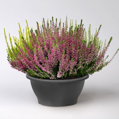 Knospenheide 'High Five®' fünffarbig, Schalen-Ø 23 cm Knospenheide 'High Five®' fünffarbig, Schalen-Ø 23 cm
