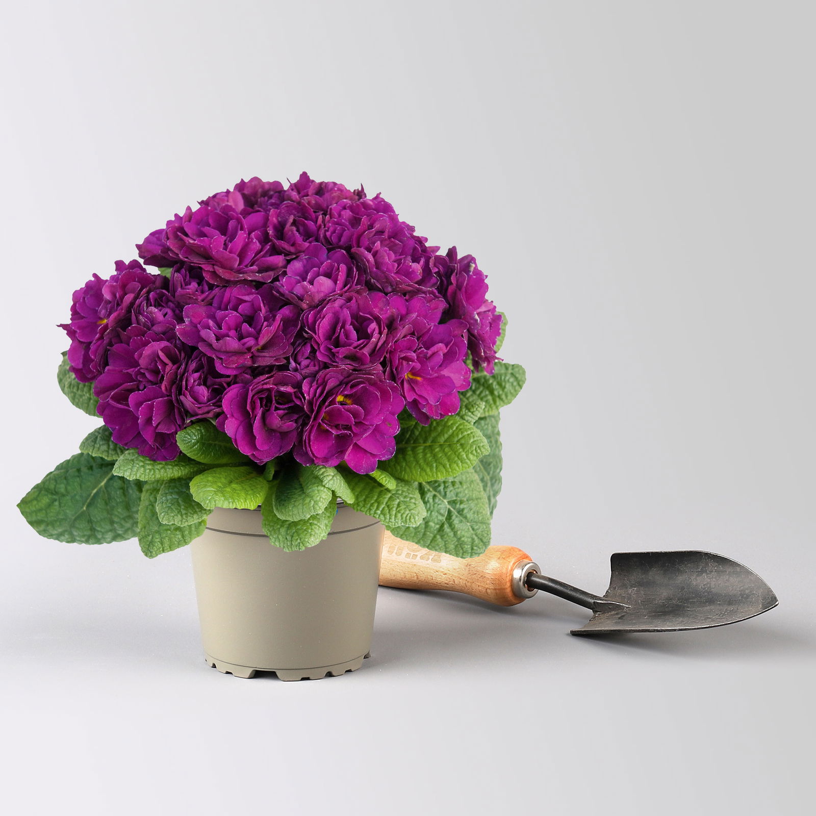 Pflanzenkreation Primelliebe, 9 Pflanzen inkl. Erde & Dünger