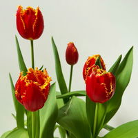 Tulpe zweifarbig, vorgetrieben, Topf-Ø 15 cm, 3 Pflanzen