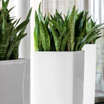 Lechuza 'Cubico Alto 40', weiß, ca. 39,5 x 39,5 x H 105 cm Lechuza 'Cubico Alto 40', weiß, ca. 39,5 x 39,5 x H 105 cm