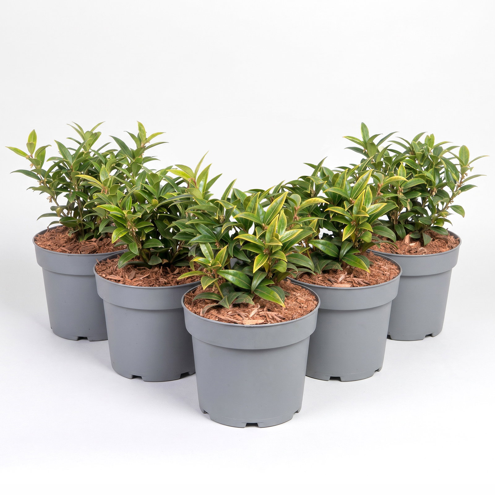 Immergrüne Schattenblume 'Winter Gem'EU (S), Höhe 20-30cm, Topf 3 l, 5 Pflanzen Immergrüne Schattenblume 'Winter Gem'EU (S), Höhe 20-30cm, Topf 3 l, 5 Pflanzen