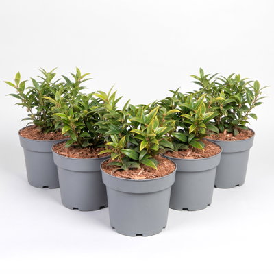 Immergrüne Schattenblume 'Winter Gem'EU (S), Höhe 20-30cm, Topf 3 l, 5 Pflanzen Immergrüne Schattenblume 'Winter Gem'EU (S), Höhe 20-30cm, Topf 3 l, 5 Pflanzen